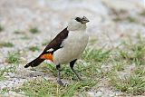 White-headed Buffalo-Weaver